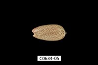 藏品(臺灣榧螺)的圖片